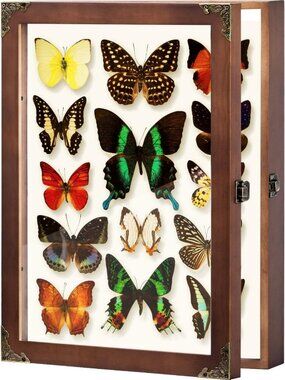 Large Wall Mount Insect Display Case - Natural Wood Box with Acrylic Panel